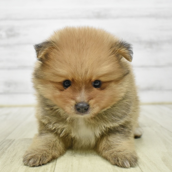 愛知県のポメラニアン (犬の家＆猫の里安城店/2026年4月5日生まれ/男の子/オレンジ)の子犬
