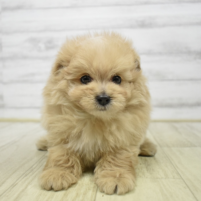 静岡県のポメプー(ポメラニアン×プードル) (犬の家＆猫の里マークイズ静岡店/2026年4月6日生まれ/男の子/アプリコット)の子犬