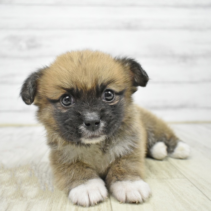 静岡県のハーフ犬・ミックス犬 (犬の家＆猫の里藤枝店/2026年4月5日生まれ/男の子/フォーンホワイト)の子犬
