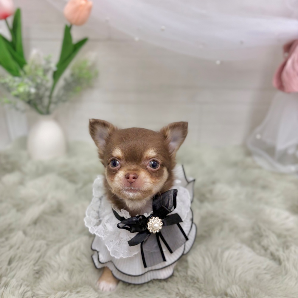 神奈川県のチワワ(ロング) (犬の家＆猫の里相模原店/2026年4月1日生まれ/女の子/チョコレートクリーム)の子犬の1枚目の画像