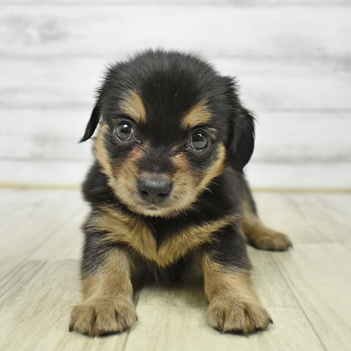 三重県のチワックス(チワワ×ダックス) (犬の家＆猫の里三重桑名店/2026年4月7日生まれ/男の子/ブラックタン)の子犬