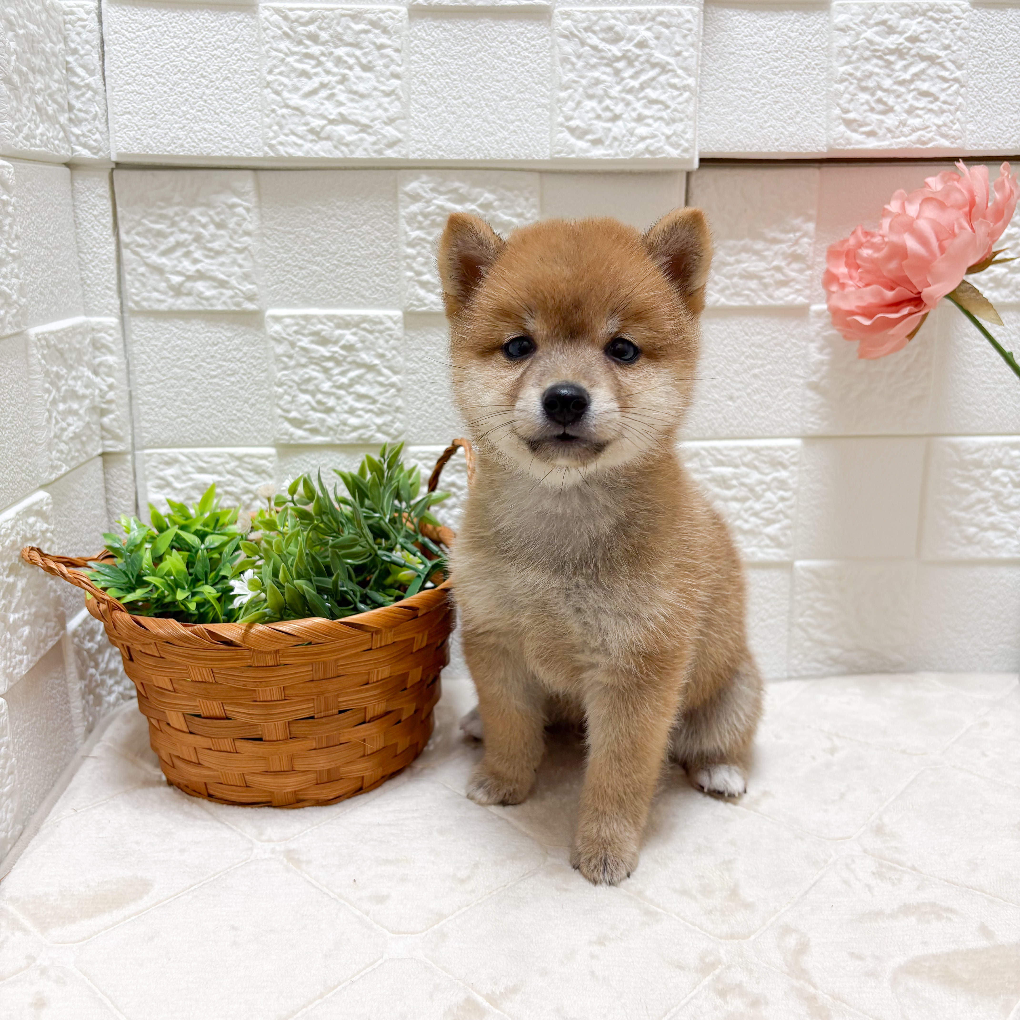 東京都の豆柴 (犬の家＆猫の里ペットフォレスト小平店/2026年4月7日生まれ/女の子/赤)の子犬の1枚目の画像