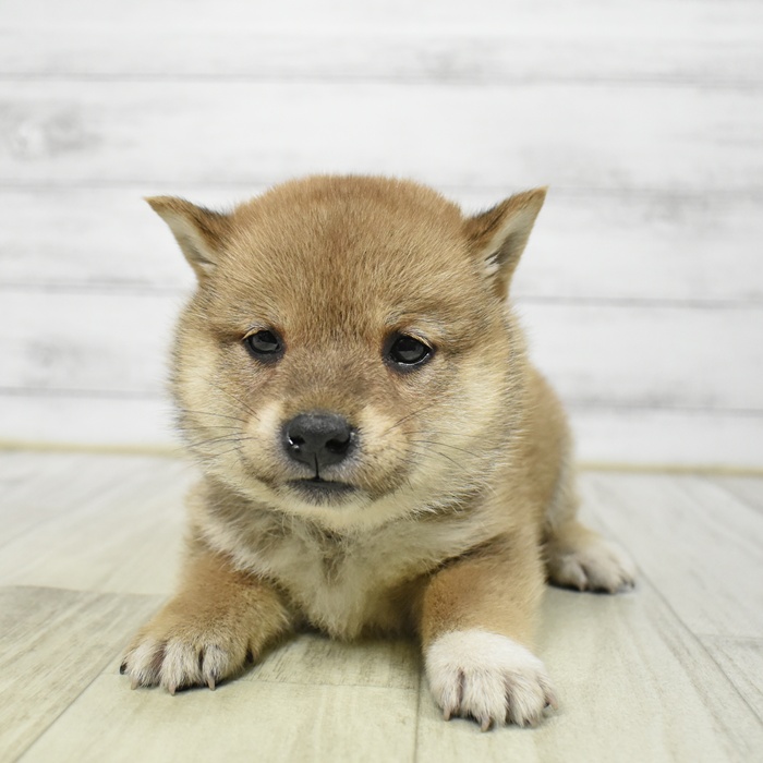 柴犬女の子の写真