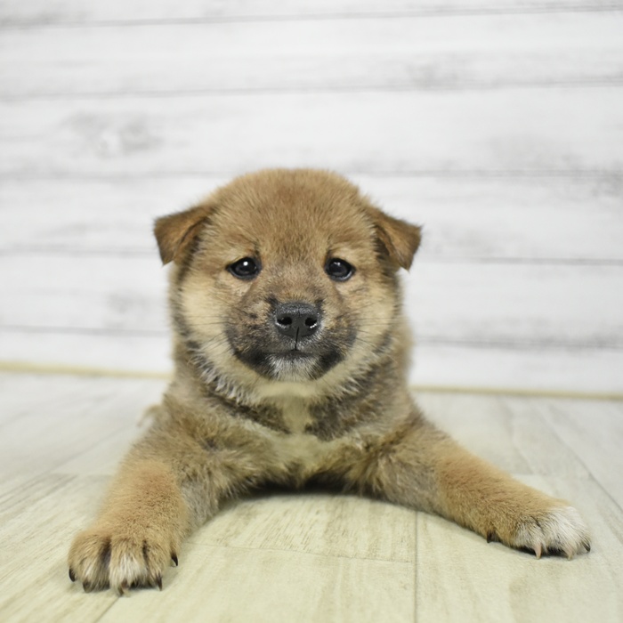 柴犬男の子の写真