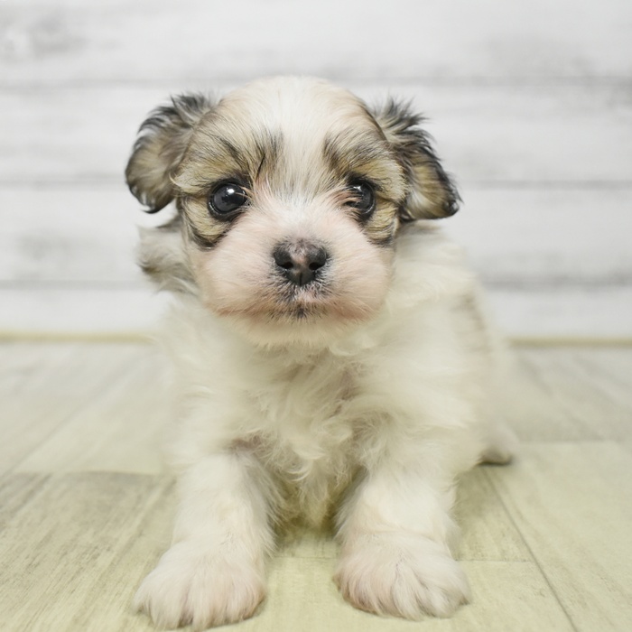 愛知県のハーフ犬・ミックス犬 (犬の家＆猫の里安城店/2026年4月7日生まれ/女の子/ホワイトブラウン)の子犬