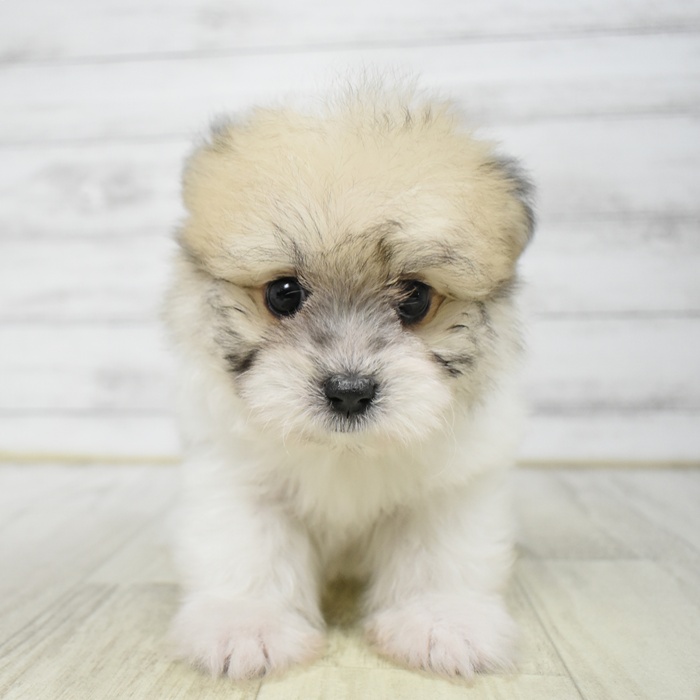 静岡県のハーフ犬・ミックス犬 (犬の家＆猫の里藤枝店/2026年4月7日生まれ/男の子/パーティーカラー)の子犬