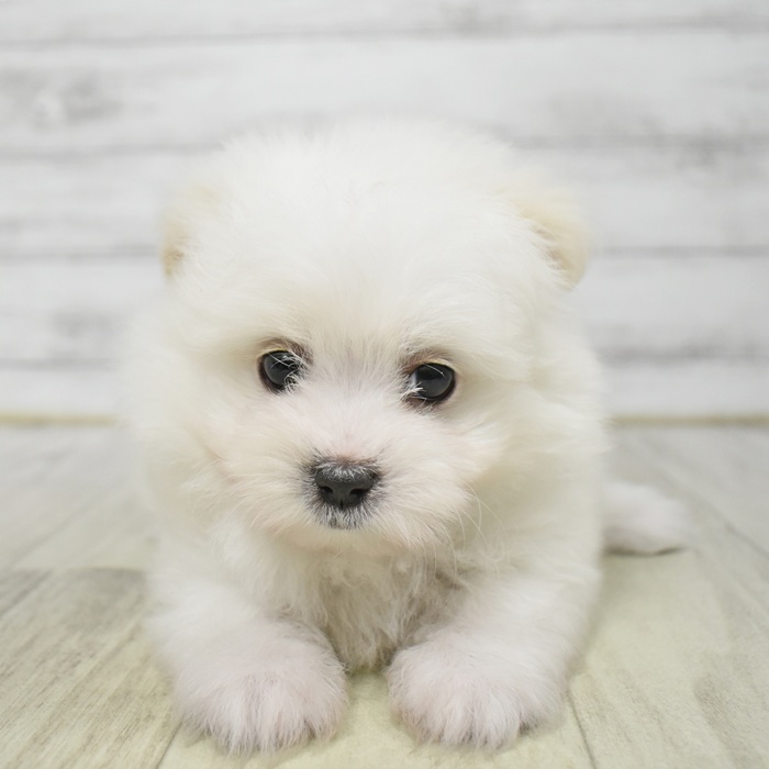 愛知県のハーフ犬・ミックス犬 (犬の家＆猫の里安城店/2026年4月7日生まれ/男の子/ホワイト)の子犬