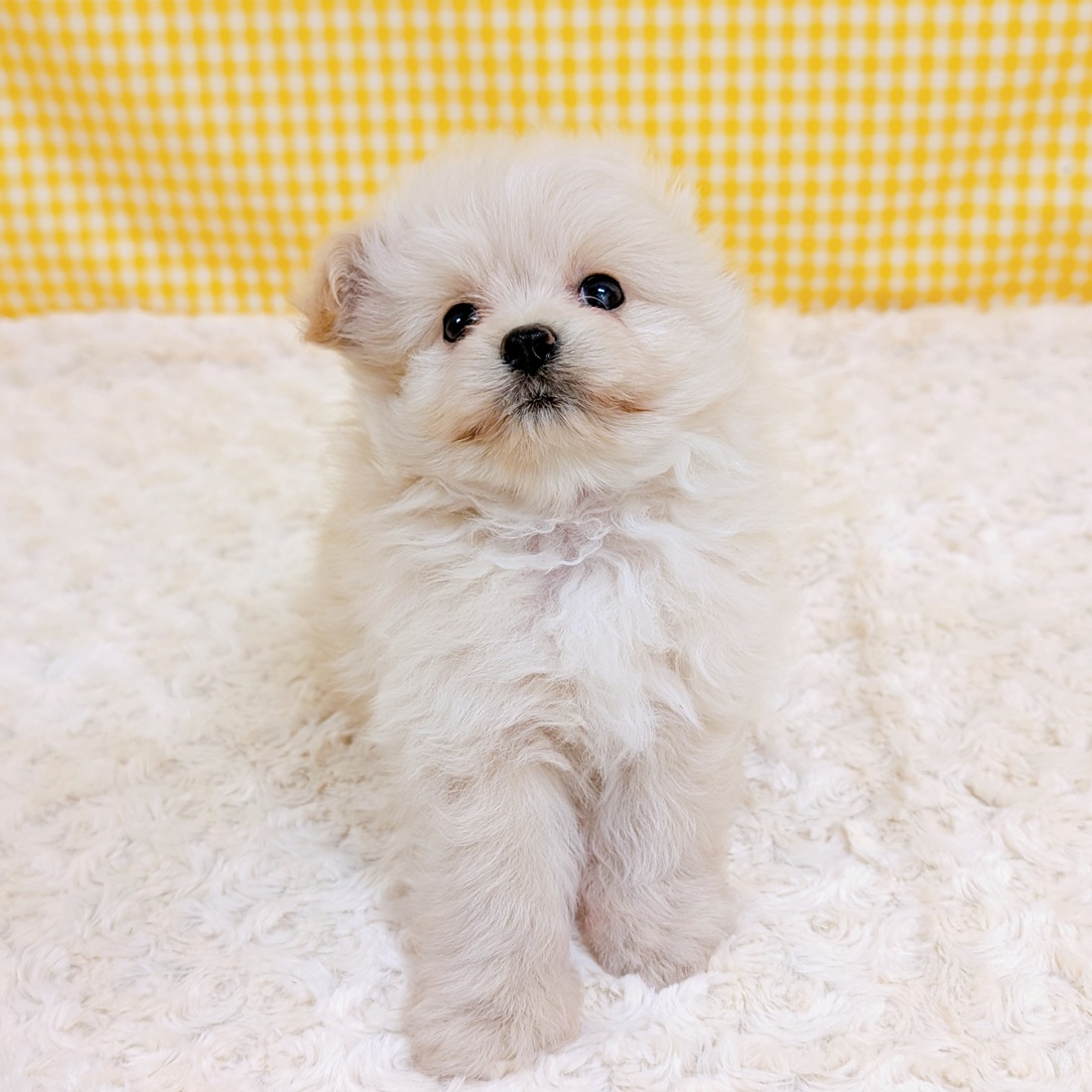 愛知県のポメプー(ポメラニアン×プードル) (犬の家＆猫の里一宮店/2026年4月6日生まれ/男の子/クリーム)の子犬の1枚目の画像