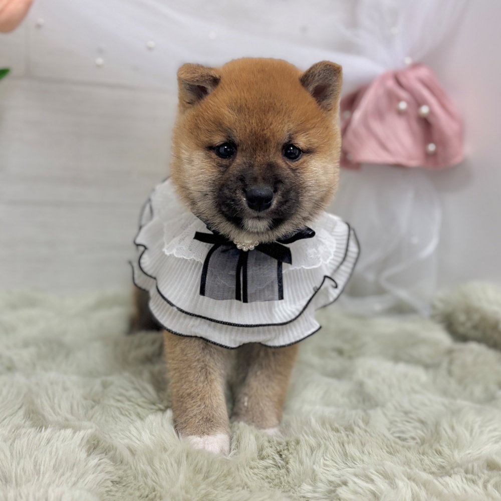 神奈川県の豆柴 (犬の家＆猫の里相模原店/2026年4月5日生まれ/男の子/赤)の子犬の1枚目の画像