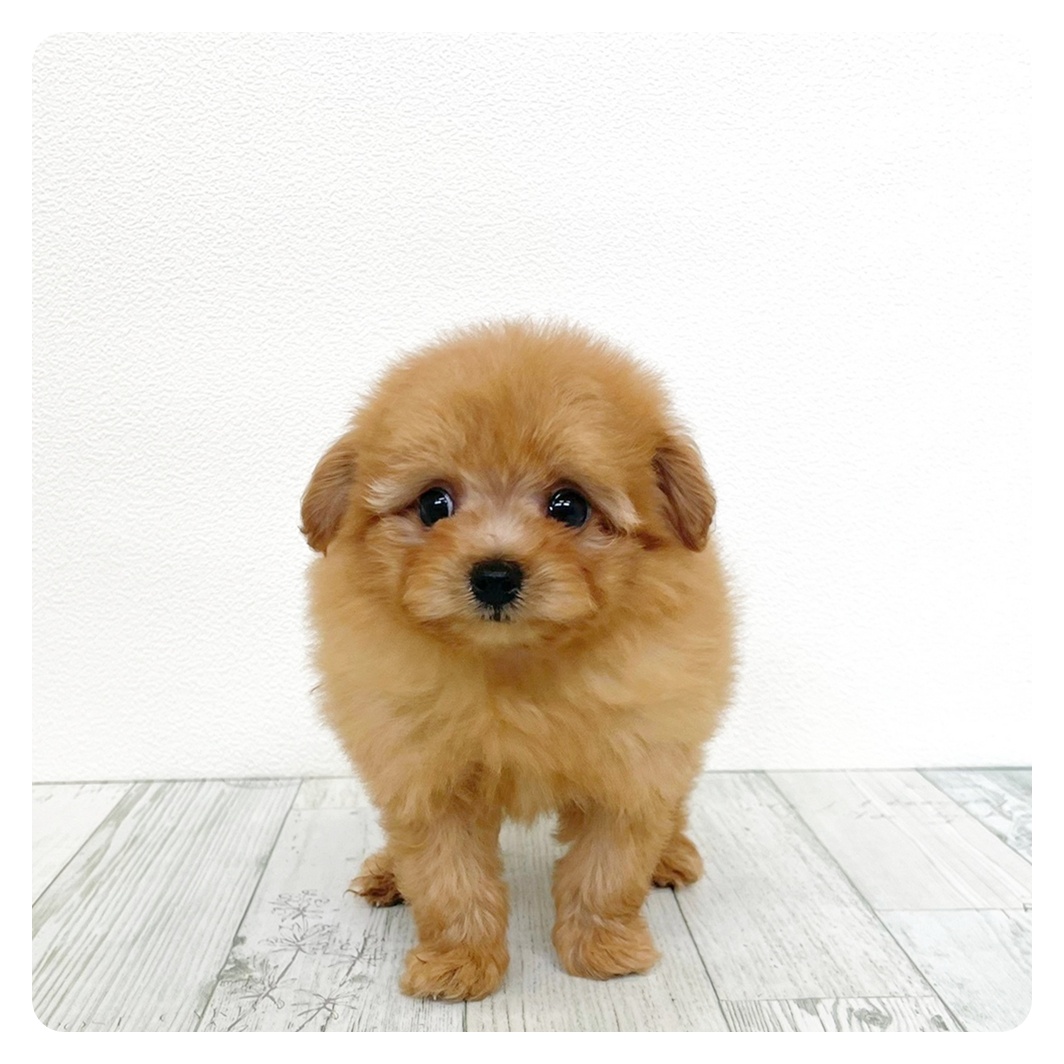 ハーフ犬男の子の写真