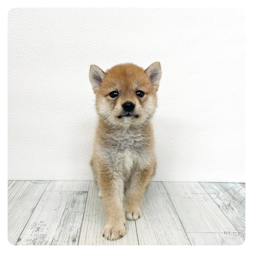 柴犬女の子の写真