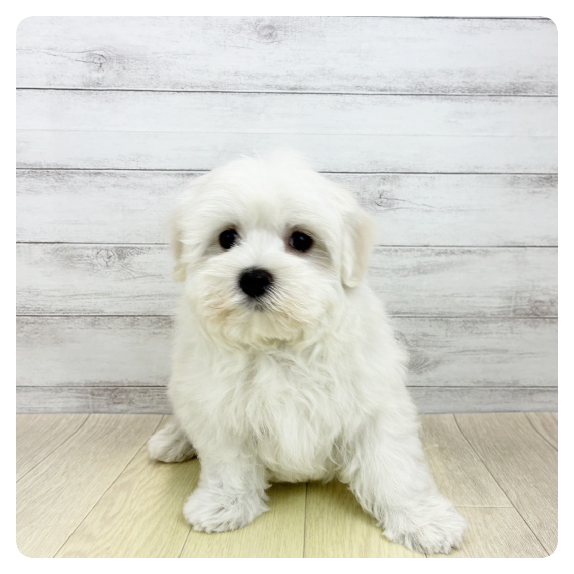 岡山県のマルチーズ (犬の家＆猫の里倉敷中庄店/2026年4月3日生まれ/男の子/ホワイト)の子犬