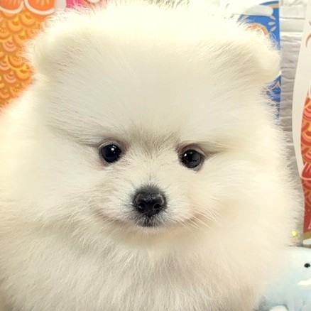 愛知県のポメラニアン (犬の家＆猫の里七宝店/2026年4月8日生まれ/女の子/クリーム)の子犬