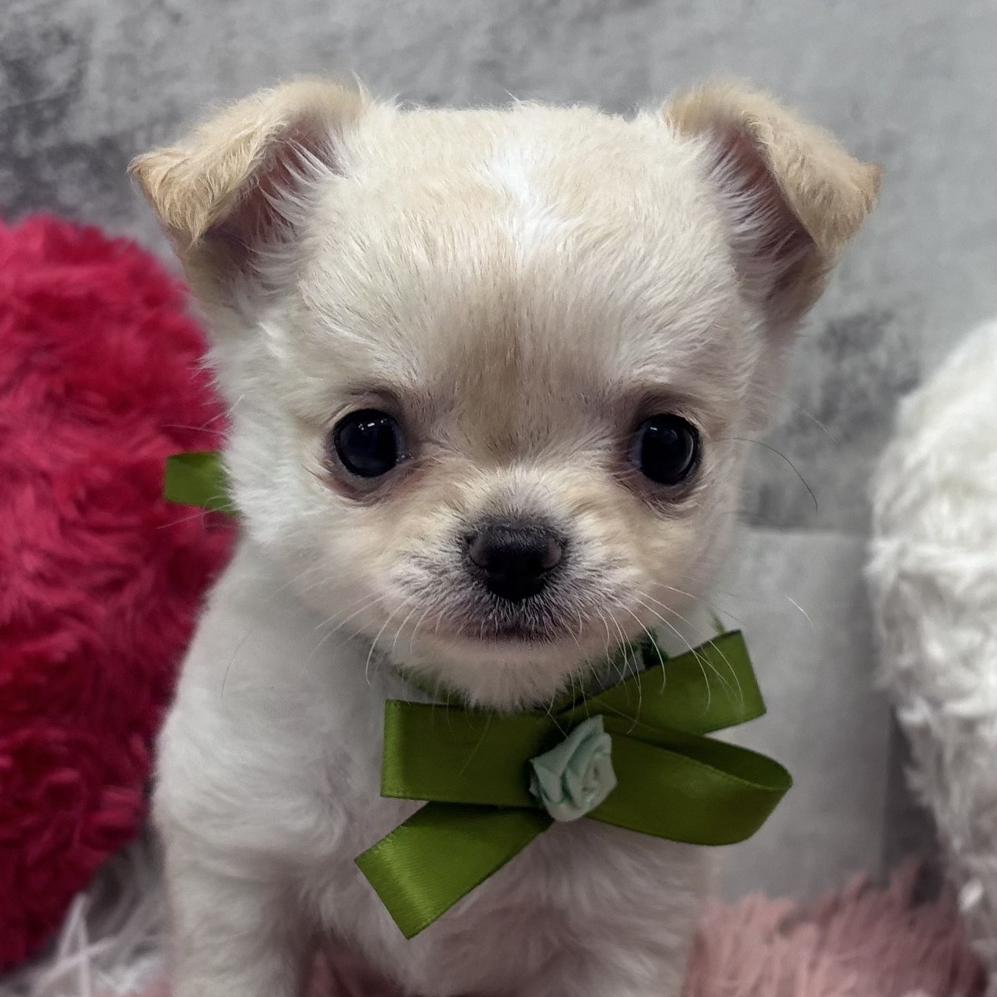 岐阜県のチワワ(ロング) (犬の家＆猫の里中津川店/2026年4月6日生まれ/女の子/クリームホワイト)の子犬