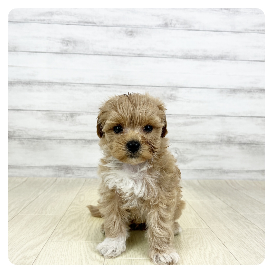 愛知県のマルプー(マルチーズ×プードル) (犬の家＆猫の里エアポートウォーク店/2026年4月8日生まれ/女の子/アプリコットホワイト)の子犬の2枚目の画像