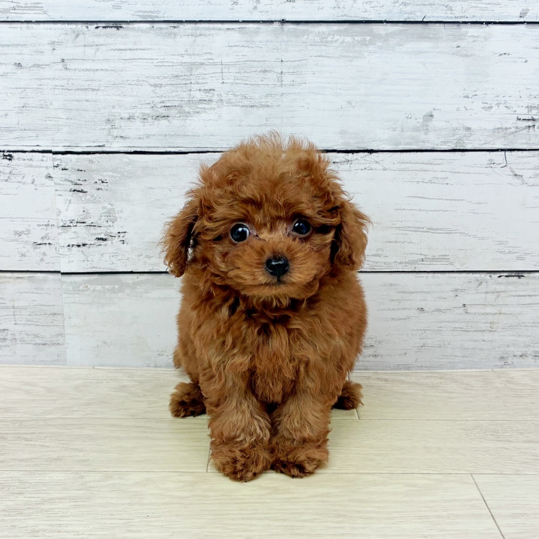滋賀県のトイプードル(ティーカップ) (犬の家＆猫の里近江八幡店/2026年4月8日生まれ/女の子/レッドフォーン)の子犬の2枚目の画像