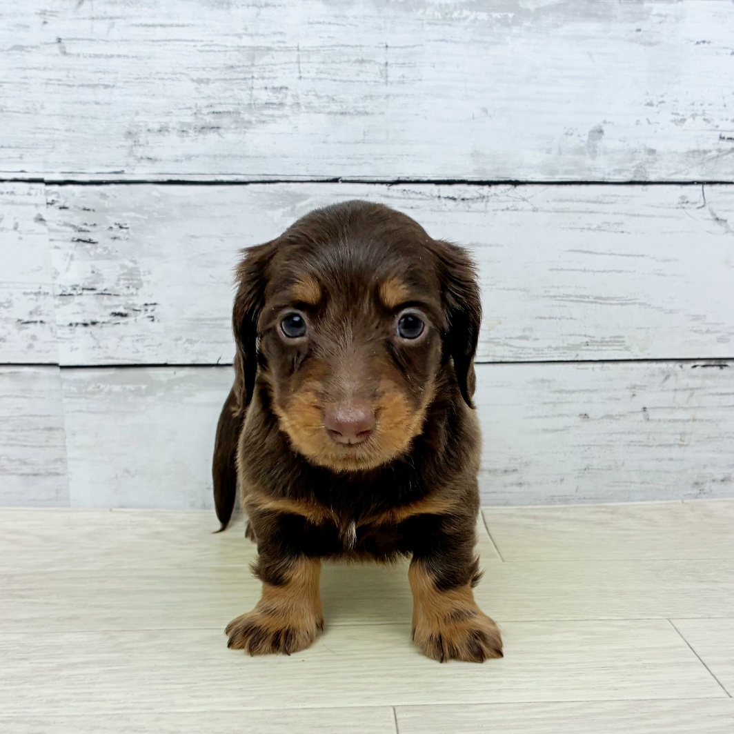 兵庫県のミニチュアダックスフンド(ロング) (犬の家＆猫の里カナート西神戸店/2026年4月8日生まれ/女の子/ブラウンタン)の子犬