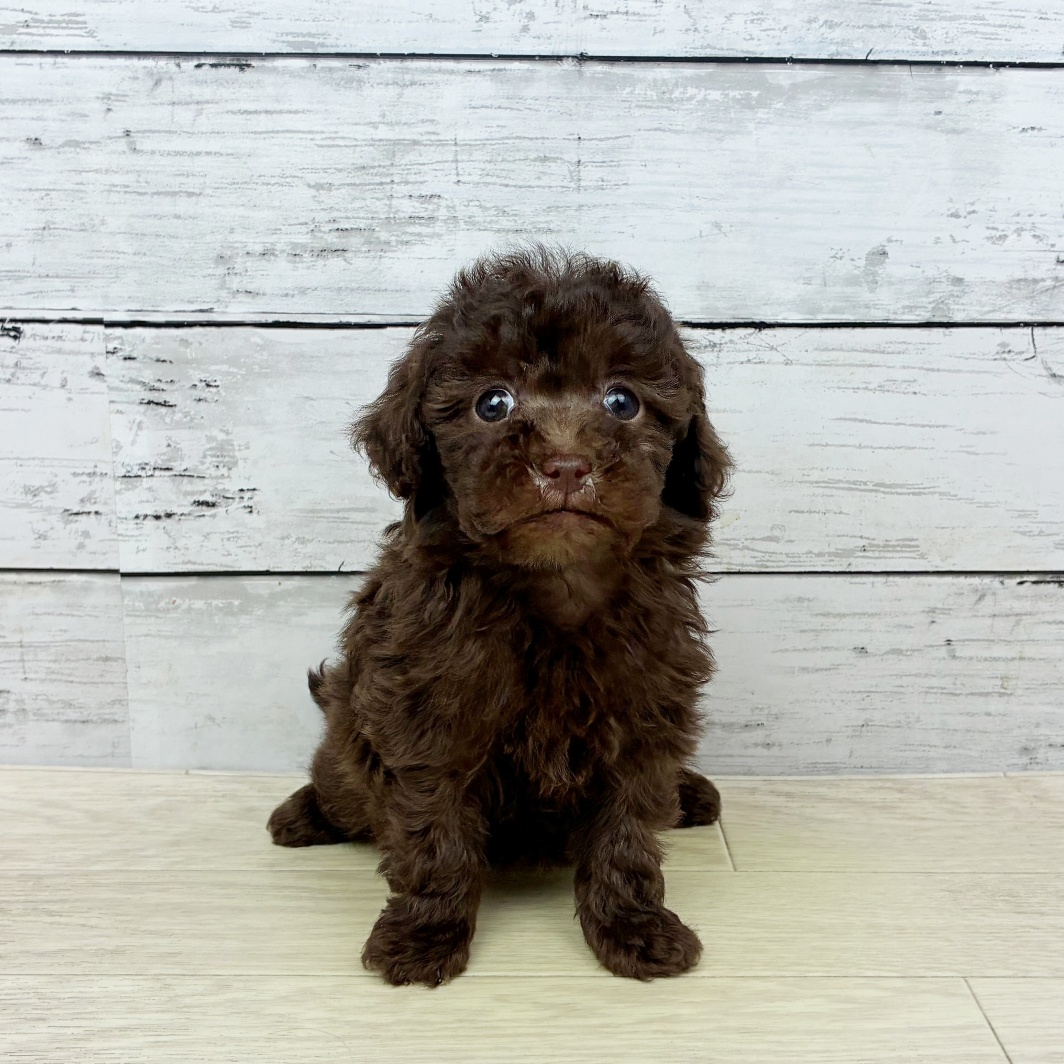 兵庫県のトイプードル(トイ) (犬の家＆猫の里神戸店/2026年4月8日生まれ/女の子/ブラウン)の子犬