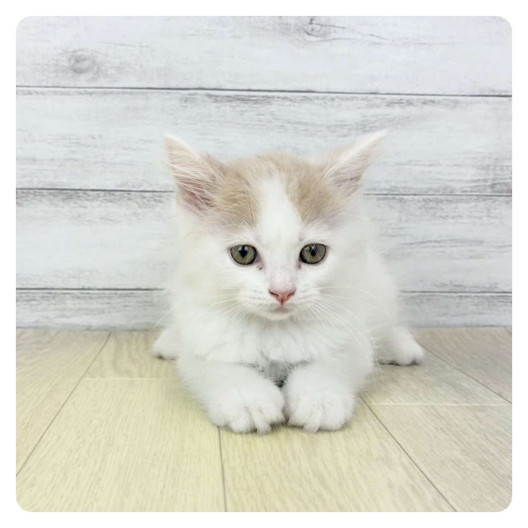 愛知県のマンチカン (犬の家＆猫の里MEGAドン・キホーテ東海名和店/2026年4月2日生まれ/男の子/クリームタビーホワイト)の子猫