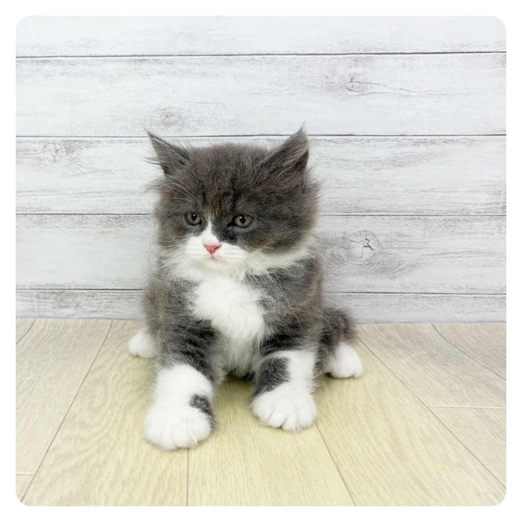 愛知県のマンチカン (犬の家＆猫の里春日井本店/2026年4月9日生まれ/男の子/ブルータビーホワイト)の子猫