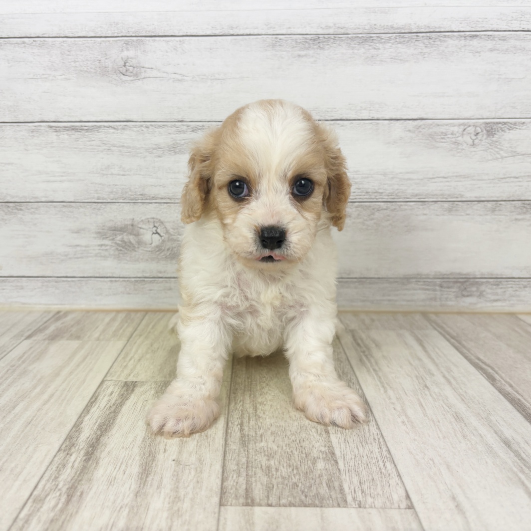 兵庫県のハーフ犬・ミックス犬 (犬の家＆猫の里川西店/2026年4月10日生まれ/男の子/クリームホワイト)の子犬