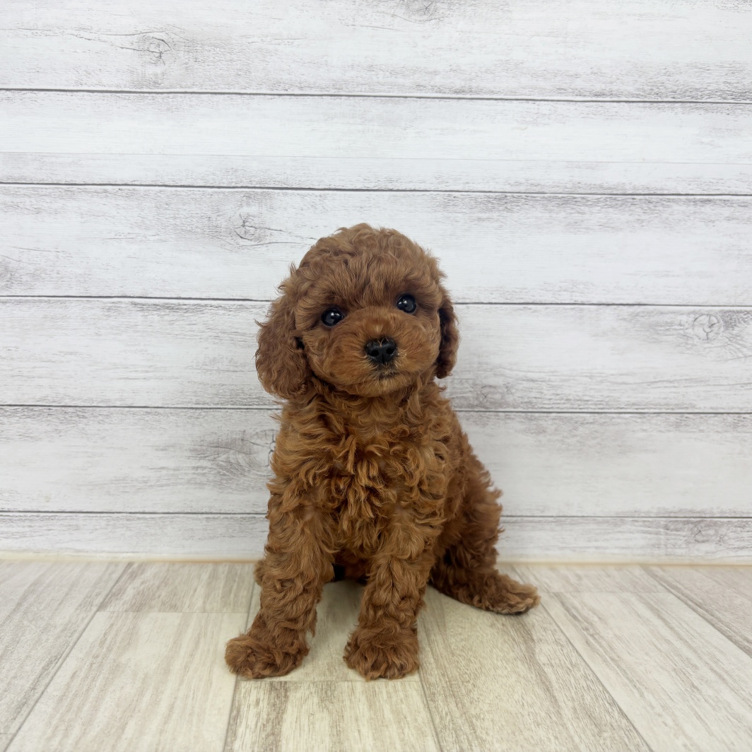 福井県のトイプードル(トイ) (犬の家＆猫の里アミーゴ福井大和田店/2026年4月11日生まれ/女の子/アプリコット)の子犬