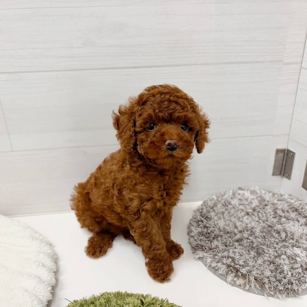 石川県のトイプードル(トイ) (犬の家＆猫の里アミーゴ金沢おこばた店/2026年4月11日生まれ/女の子/レッド)の子犬の1枚目の画像