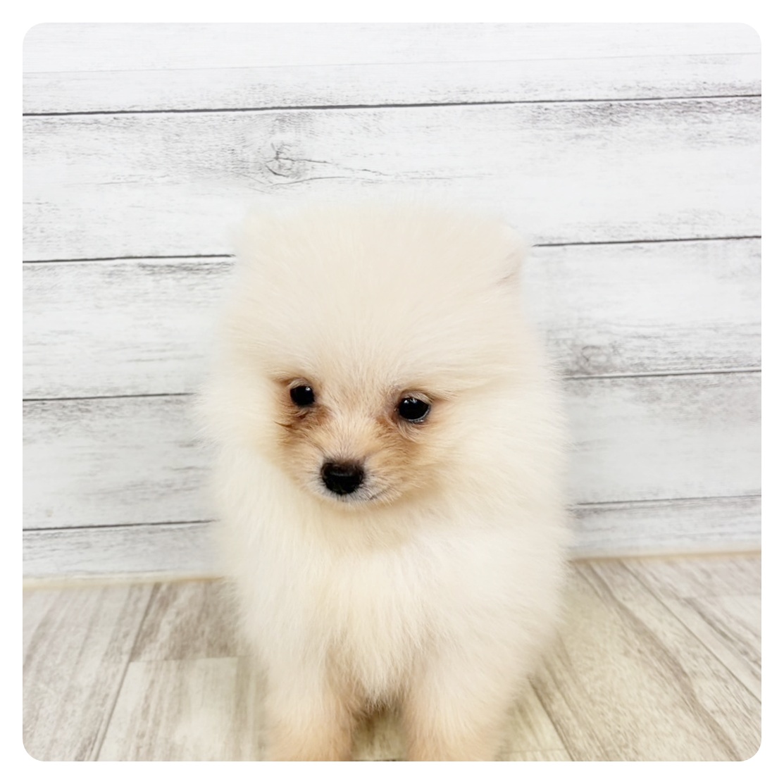 兵庫県のポメラニアン (犬の家＆猫の里川西店/2026年4月5日生まれ/女の子/クリーム)の子犬