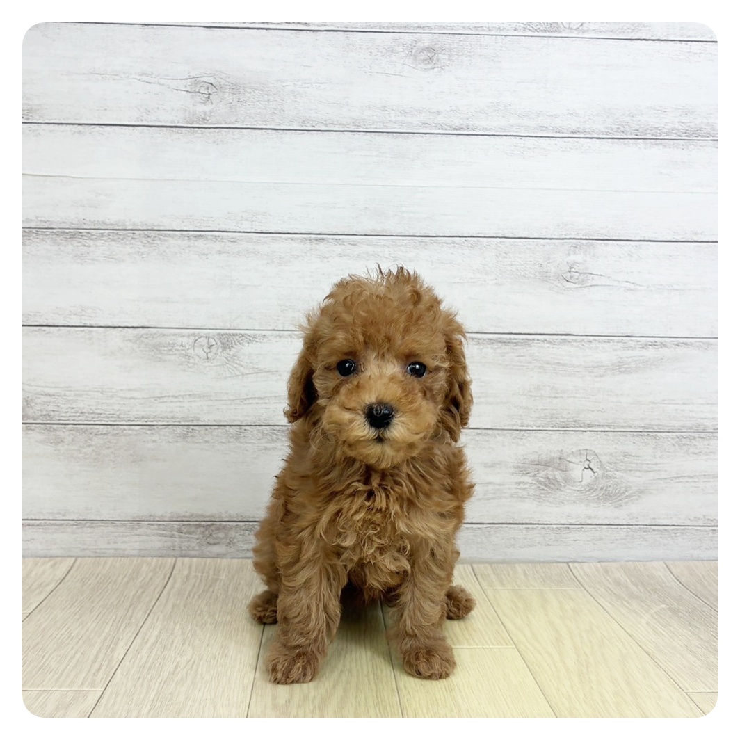 生体画像１