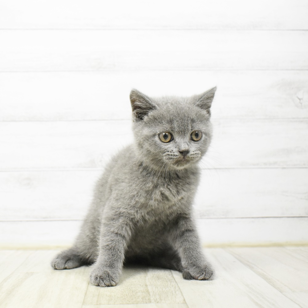 千葉県のブリティッシュショートヘアー (犬の家＆猫の里BIGHOPガーデンモール印西店/2026年4月11日生まれ/男の子/ブルー)の子猫
