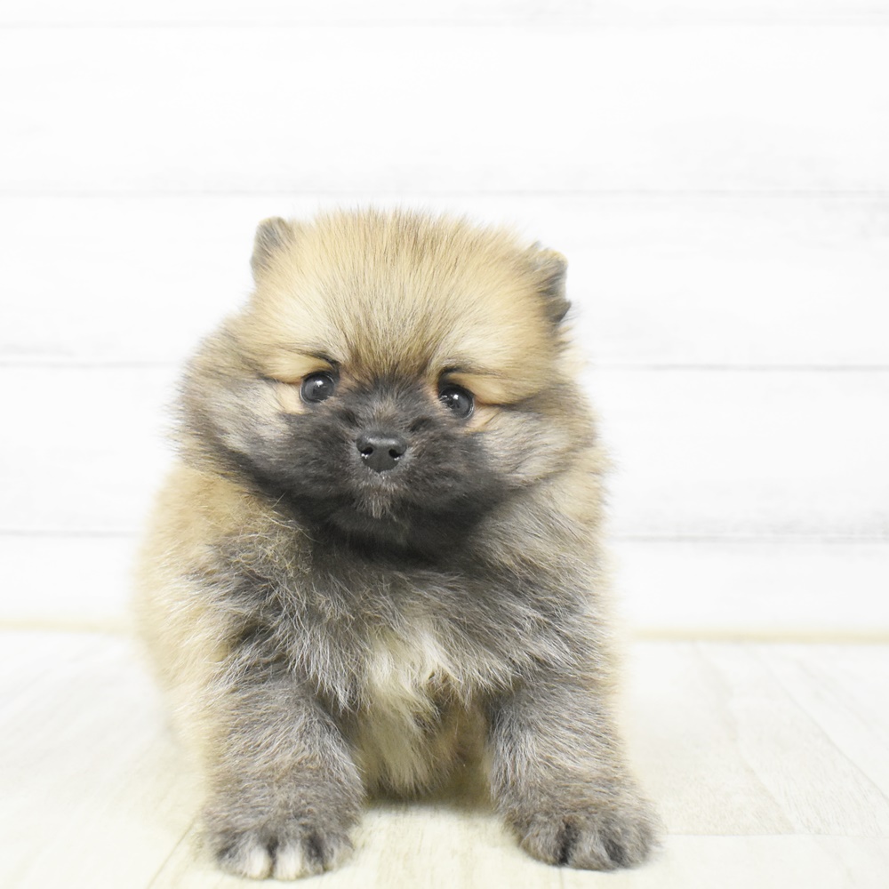 神奈川県のポメラニアン (犬の家＆猫の里相模原店/2026年4月14日生まれ/男の子/オレンジセーブル)の子犬の2枚目の画像