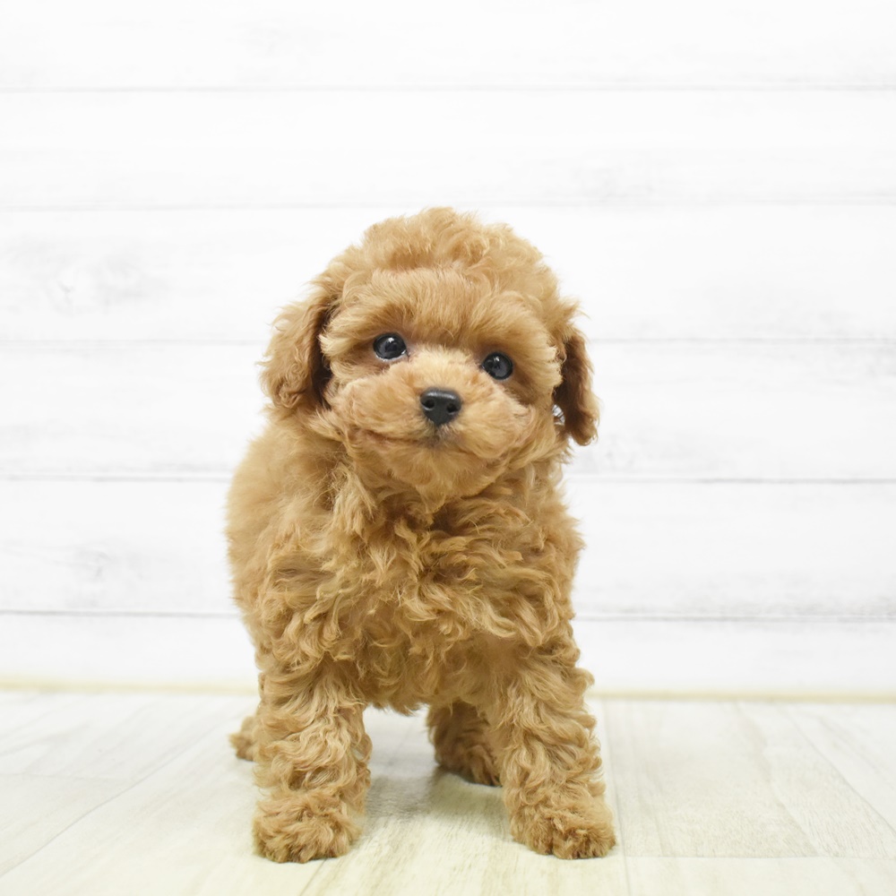 愛知県のトイプードル(トイ) (犬の家＆猫の里安城店/2026年4月14日生まれ/女の子/レッド)の子犬