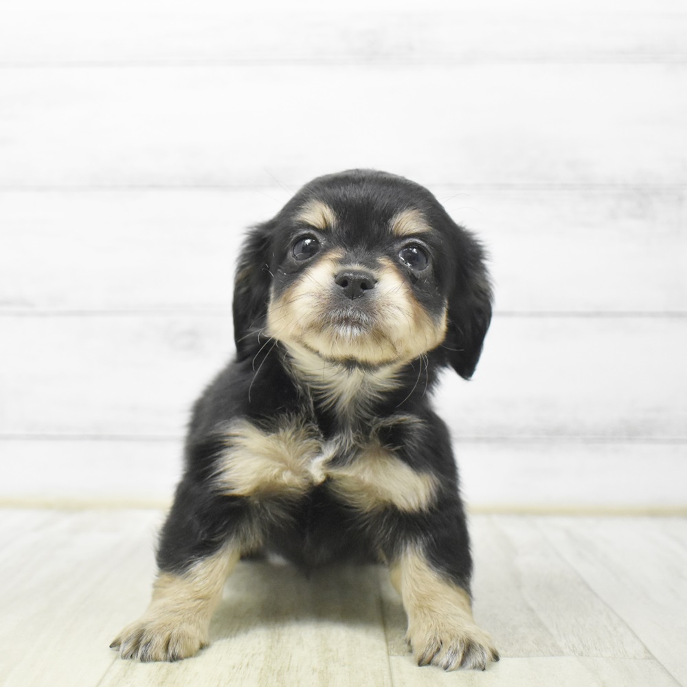 東京都のチワックス(チワワ×ダックス) (犬の家＆猫の里ペットフォレスト小平店/2026年4月12日生まれ/女の子/ブラックイエロー)の子犬