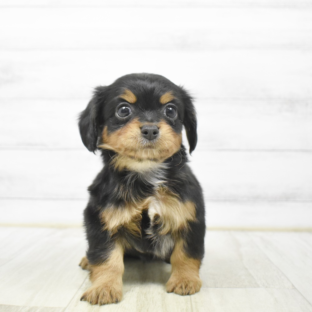 富山県のチワックス(チワワ×ダックス) (犬の家＆猫の里アミーゴ山室店/2026年4月12日生まれ/男の子/ブラックタン)の子犬の2枚目の画像