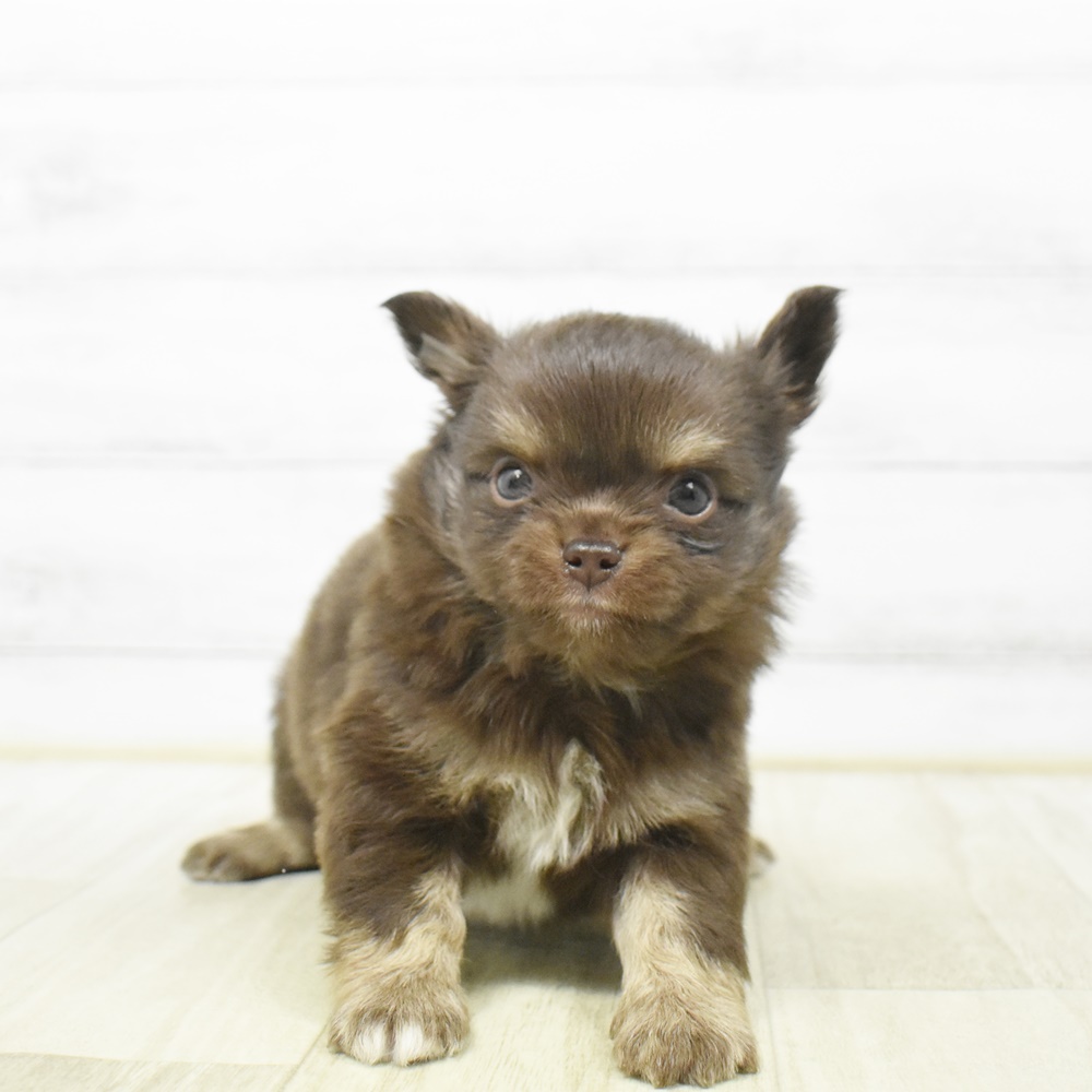 石川県のチワワ(ロング) (犬の家＆猫の里金沢店/2026年4月13日生まれ/男の子/チョコレートタンホワイト)の子犬