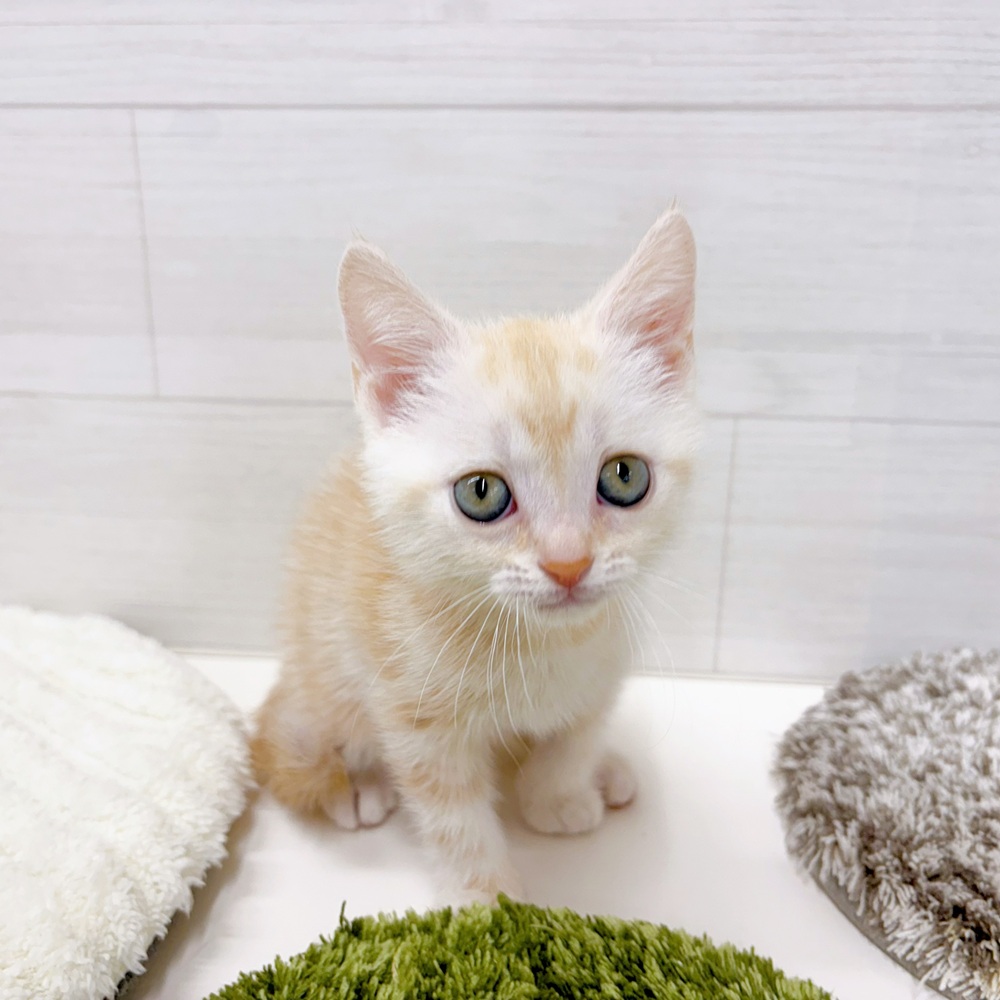 石川県のアメリカンショートヘアーの子猫を価格や特徴で探す|ペット