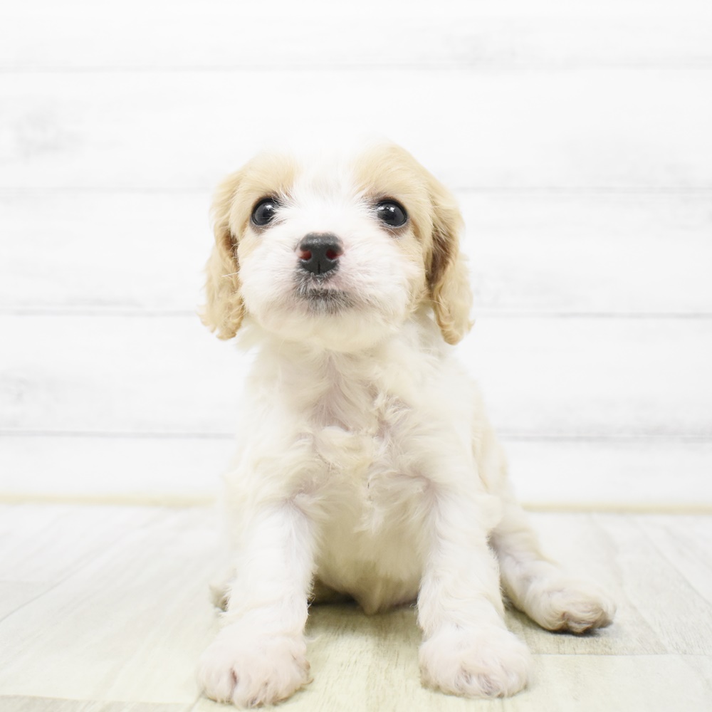 長野県のハーフ犬・ミックス犬 (犬の家＆猫の里長野店/2026年4月13日生まれ/男の子/レッドホワイト)の子犬