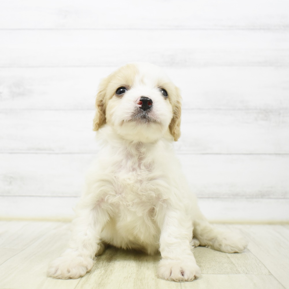 愛知県のハーフ犬・ミックス犬 (犬の家＆猫の里安城店/2026年4月13日生まれ/男の子/レッドホワイト)の子犬