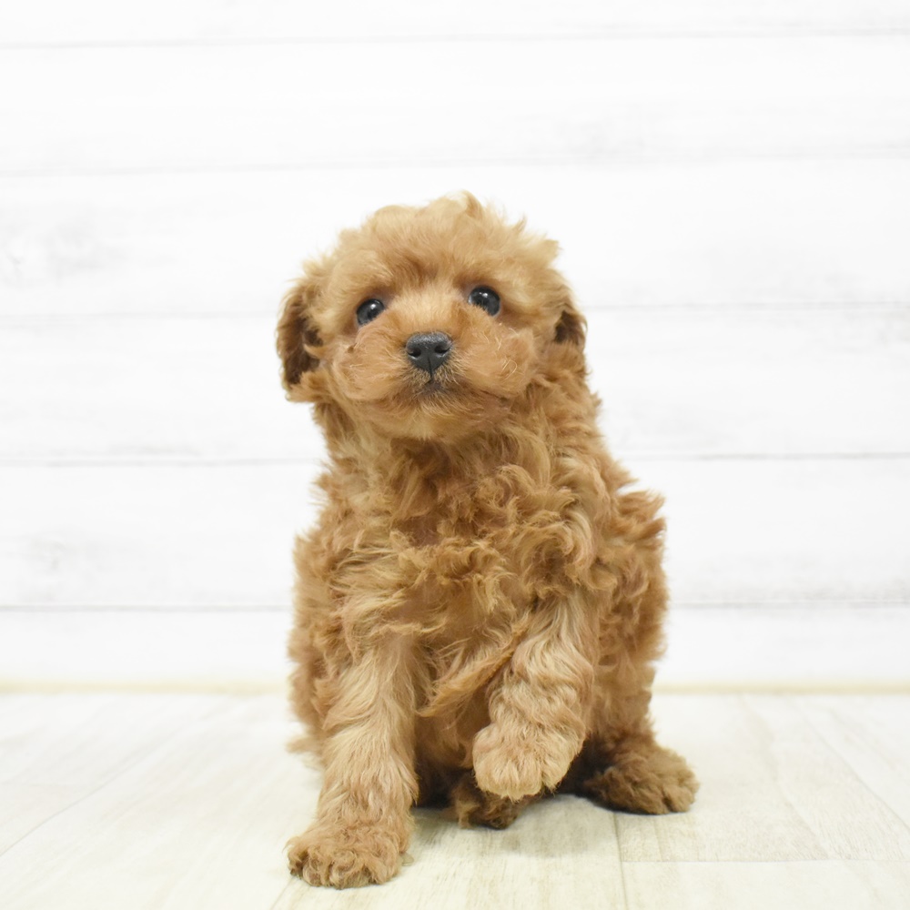 神奈川県のトイプードル(トイ) (犬の家＆猫の里小田原店/2026年4月11日生まれ/男の子/レッド)の子犬