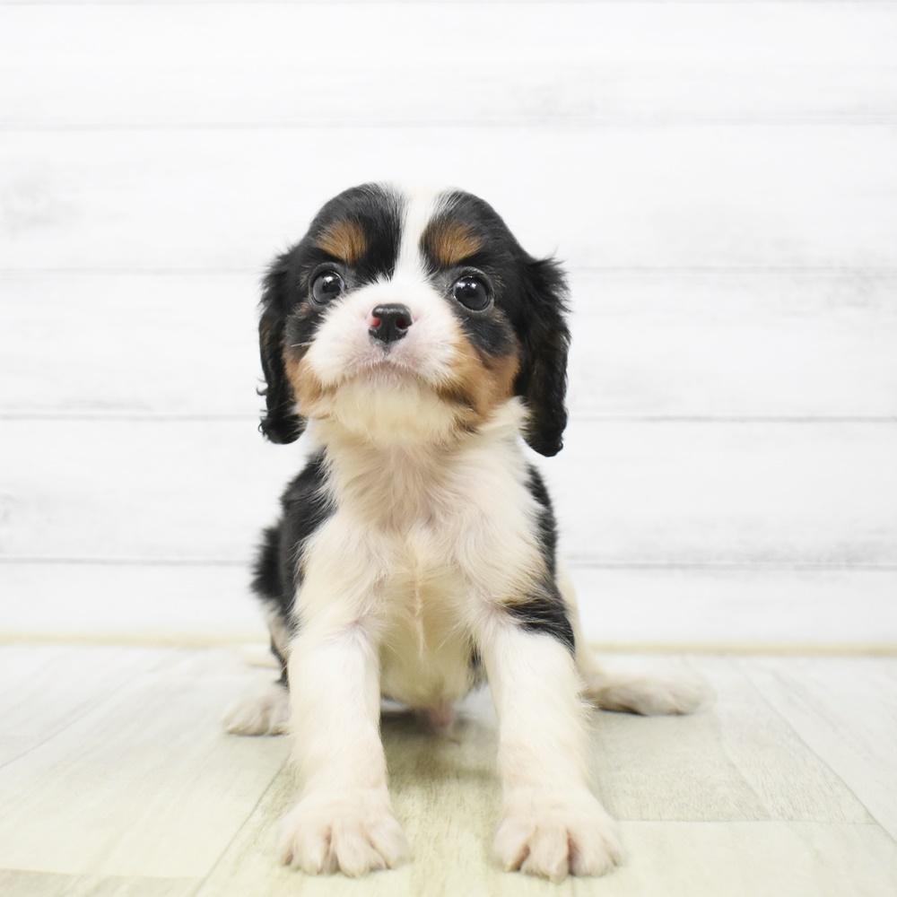 愛知県のキャバリアキングチャールズスパニエル (犬の家＆猫の里豊川インター店/2026年4月8日生まれ/男の子/トライカラー)の子犬