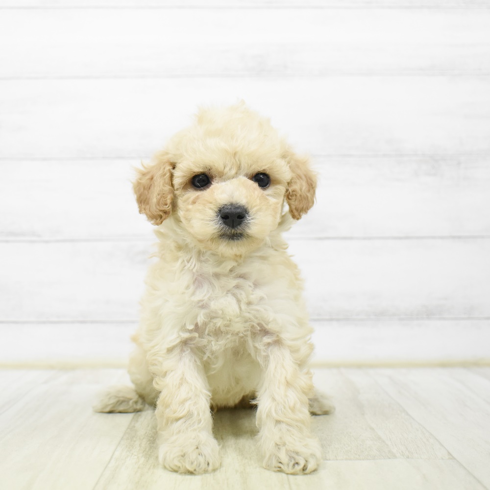 静岡県のビションプー(ビションフリーゼ×プードル) (犬の家＆猫の里藤枝店/2026年4月12日生まれ/男の子/アプリコットホワイト)の子犬