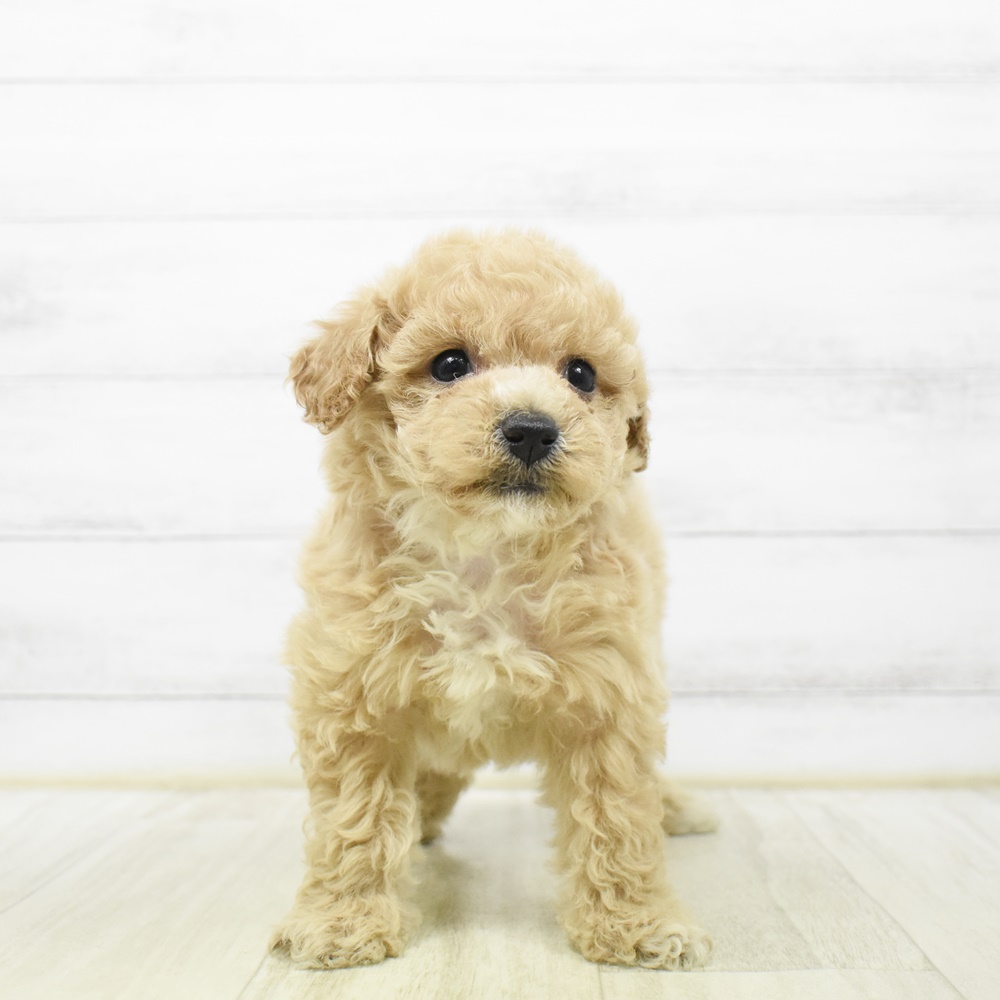 静岡県のビションプー(ビションフリーゼ×プードル) (犬の家＆猫の里マークイズ静岡店/2026年4月12日生まれ/女の子/アプリコットホワイト)の子犬