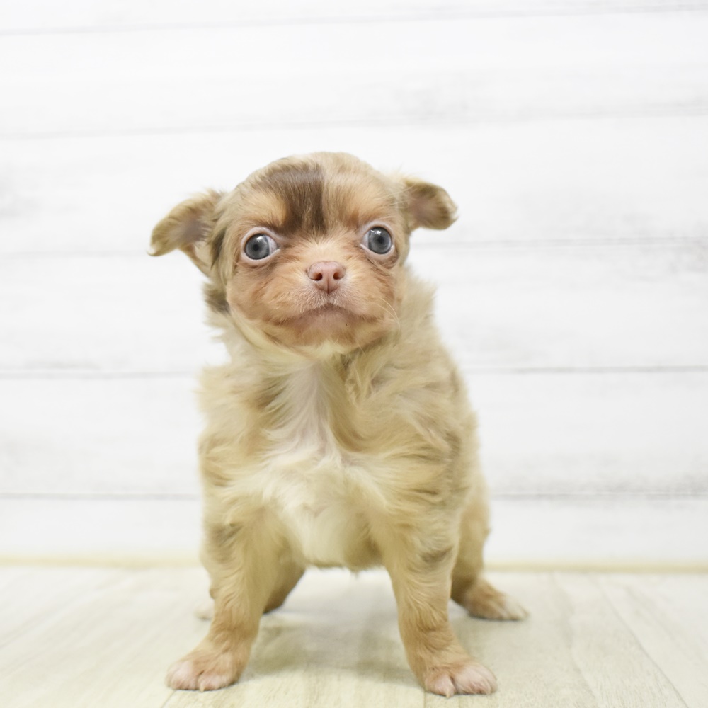 千葉県のチワワ(ロング) (犬の家＆猫の里ワンズモール稲毛店/2026年4月12日生まれ/男の子/チョコレートマール)の子犬の2枚目の画像