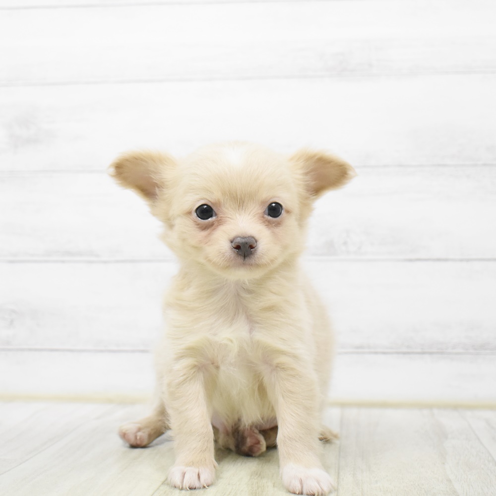 千葉県のチワワ(ロング) (犬の家＆猫の里BIGHOPガーデンモール印西店/2026年4月10日生まれ/男の子/クリームホワイト)の子犬