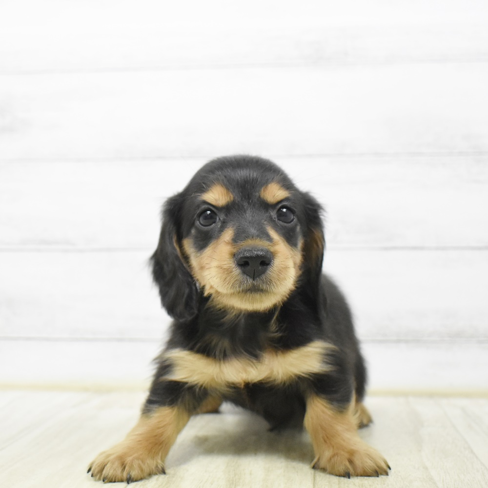 愛知県のミニチュアダックスフンド(ロング) (犬の家＆猫の里エアポートウォーク店/2026年4月14日生まれ/男の子/ブラックタン)の子犬