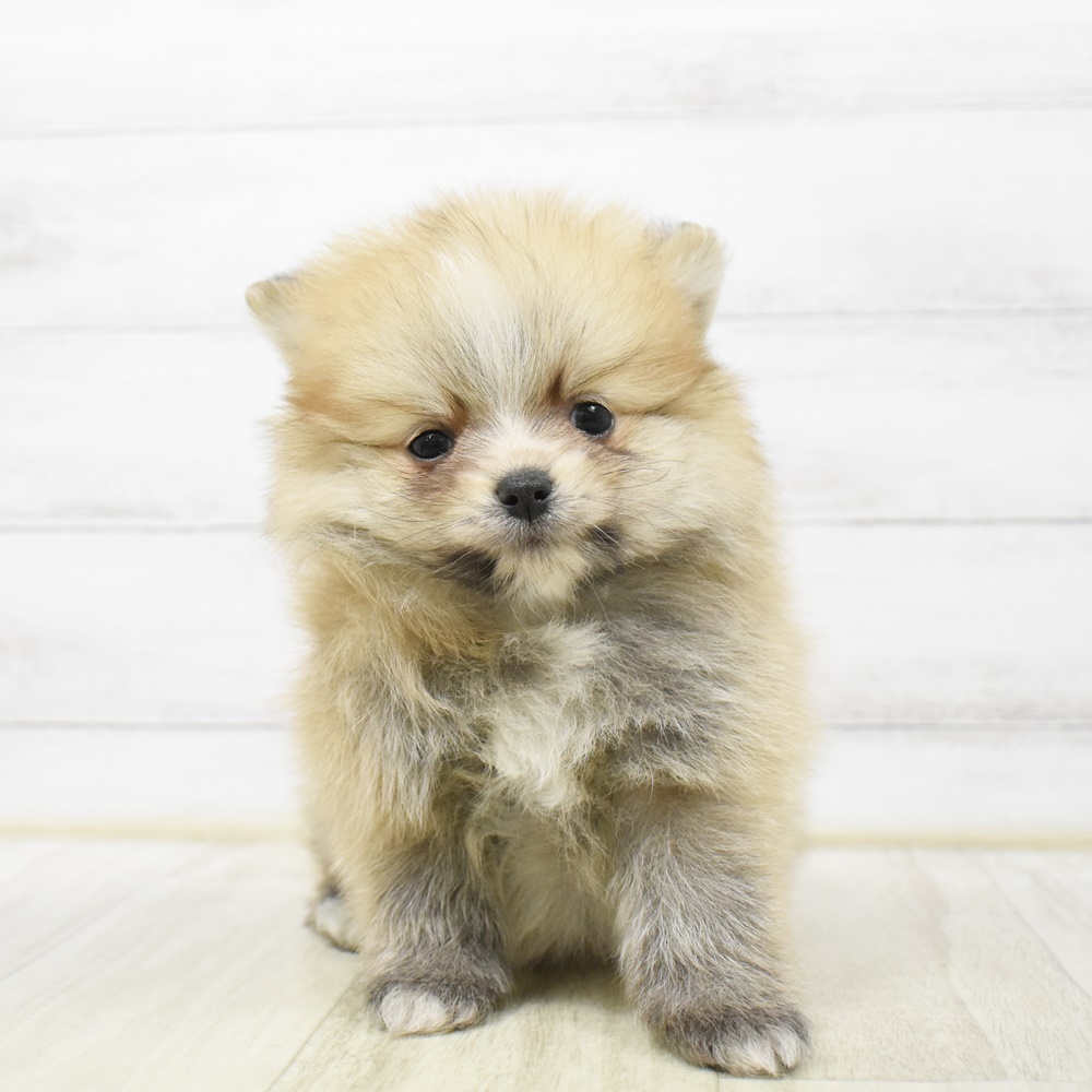 千葉県のポメラニアン (犬の家＆猫の里BIGHOPガーデンモール印西店/2026年4月13日生まれ/男の子/パーティーカラー)の子犬