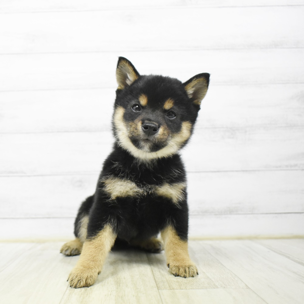 愛知県の柴犬(標準サイズ) (犬の家＆猫の里岡崎店/2026年4月12日生まれ/男の子/黒)の子犬