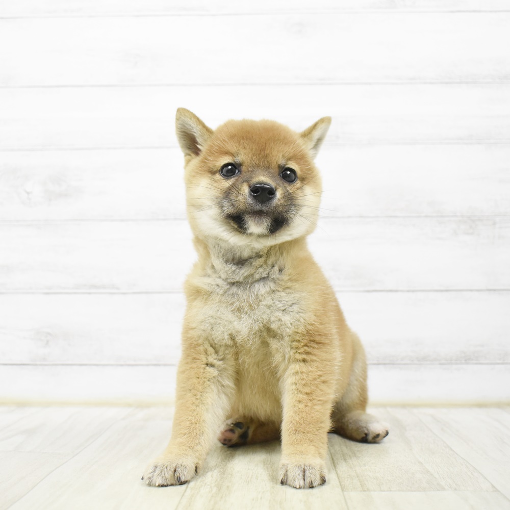 愛知県の柴犬(標準サイズ) (犬の家＆猫の里安城店/2026年4月12日生まれ/女の子/赤)の子犬