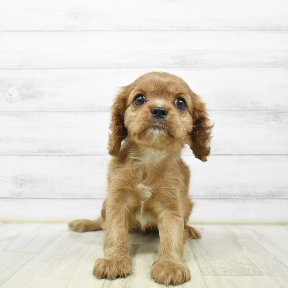 愛知県のキャバリアキングチャールズスパニエル (犬の家＆猫の里岡崎店/2026年4月12日生まれ/女の子/ルビーホワイト)の子犬