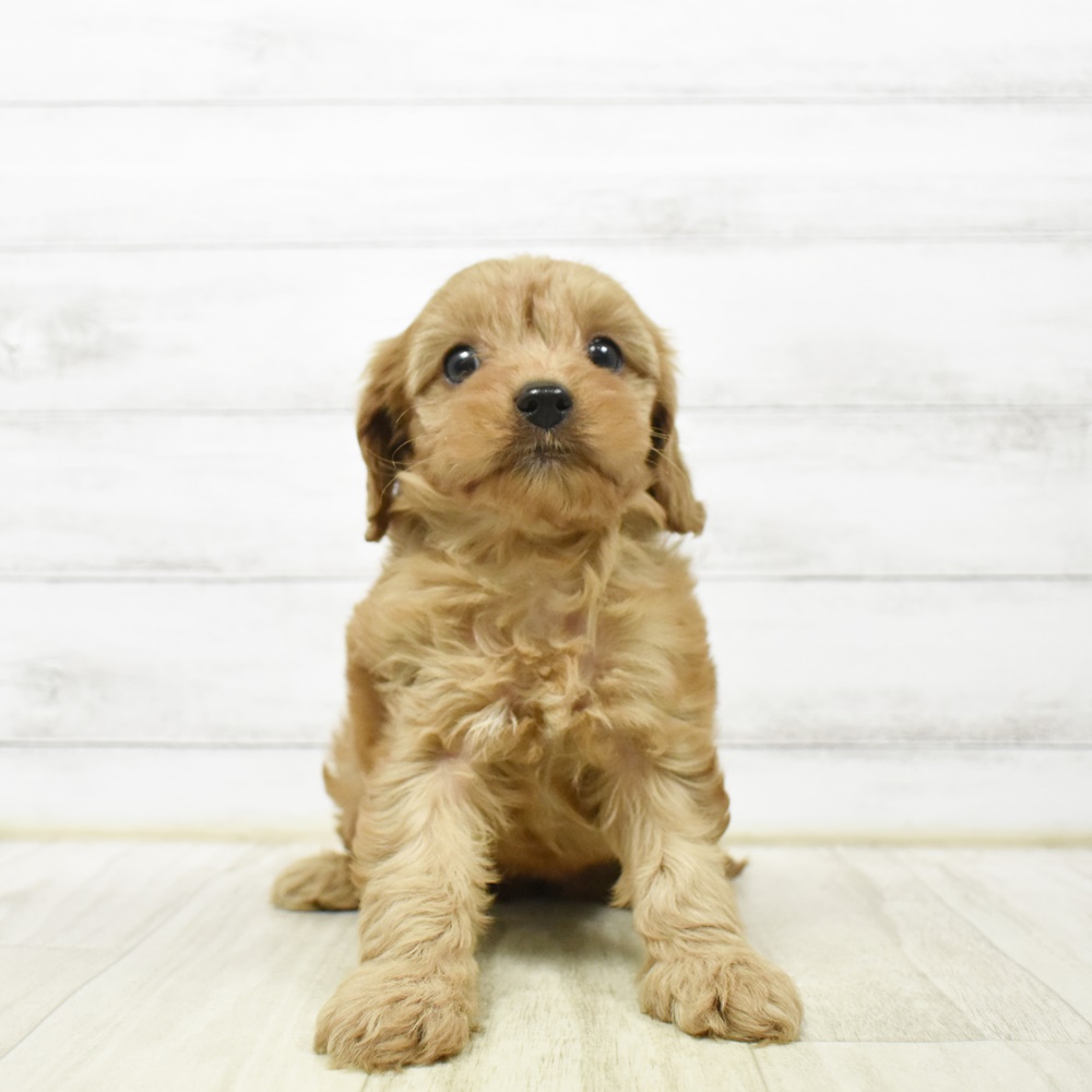 千葉県のキャバプー(キャバリア×プードル) (犬の家＆猫の里ワンズモール稲毛店/2026年4月10日生まれ/女の子/ルビー)の子犬